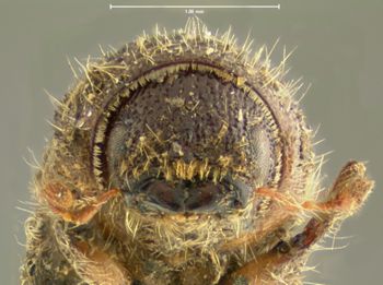 Media type: image;   Entomology 1023 Aspect: head frontal view